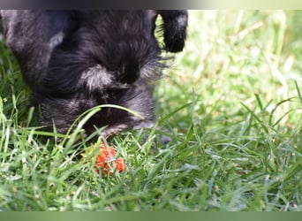 Zwergschnauzer Welpe schwarz silber  darf sofort ins neue Zuhause