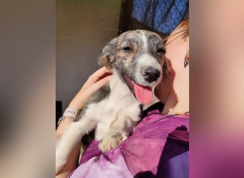 Sarabi, sucht ihre Familie