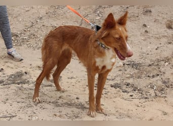 MOON-freundlich, offen, durch und durch sozial lieb sie den Kontakt zu Mensch und Hund