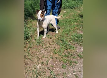 Frigyes, charmanter Foxterrier Dackelmix Rüde geb. 2024