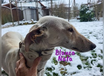 Blanca Nata 10/2023 (in Deutschland) - aufgeschlossene und unkomplizierte Traumgalga!