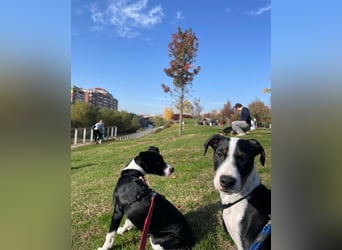 Starsky sucht aktive Familie