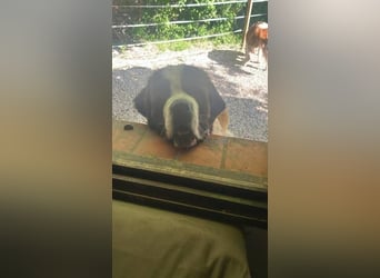 Drago sucht dringend Pflegestelle oder Zuhause