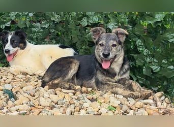 HERKULES - Hund sucht Mensch( en)