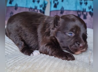 Bezaubernde Welpen aus Bolonka Zwetna und Pomeranian (Zwergspitz)
