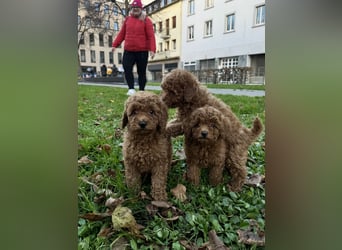 Pudel! Wundervolle Welpen suchen bald ein liebevolles Zuhause!