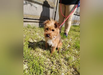 Die liebe, niedliche Szaffi wartet auf ihr Glück !