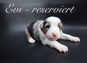 Mini Aussies-Mini Australian Shepherd Welpen