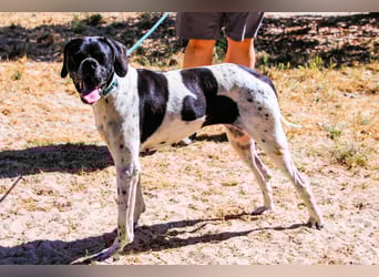 Sangria  - Portugiesischer Pointer, lieb und verträglich