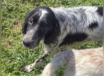 Leroy - super freundlich sucht Familienanschluss