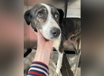 Molly - schon etwas älter aber bezaubernd