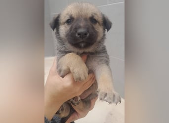 ❤️OREO❤️