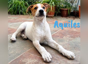 Aquiles1 geb. 01/2025 (ESP) - verspielter, aufgeschlossener Bodeguero-Mix Welpe!