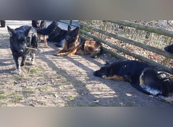 Langstockhaar Schäferhund  Rüde