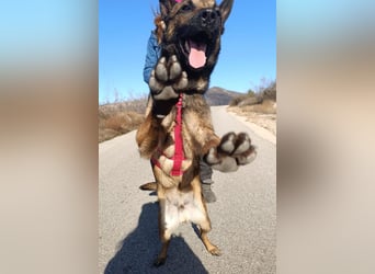 Lio - Best Buddy gesucht!