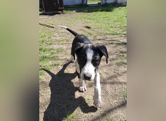 Tuffy sucht Traumzuhause!