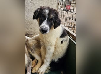 Floria, geb. ca. 01/2025, lebt in GRIECHENLAND, im städt. Tierheim Serres