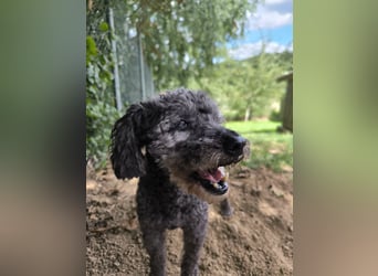 Jacko sucht ein neues Zuhause