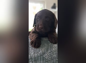 Labradoodle Welpen