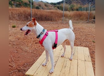 Linette (Spanien) – ein kleiner Feuerball auf der Suche