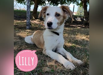 Lilly eine sanfte freundliche Hündin