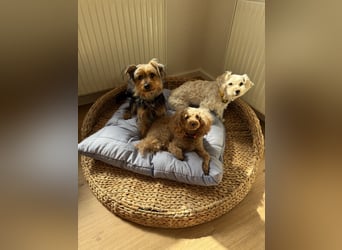 Yorkshire Mix Rüde Lenny