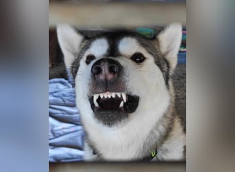 WOLFI ca. 5 J. Malamutmixrüde, kraftvoll und sportlich
