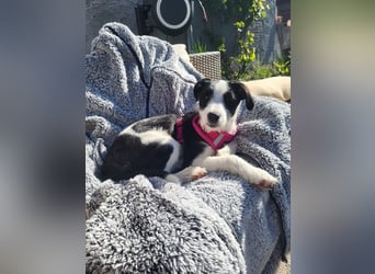 Lotti ❤️Pflegefamilie 41812 Erkelenz