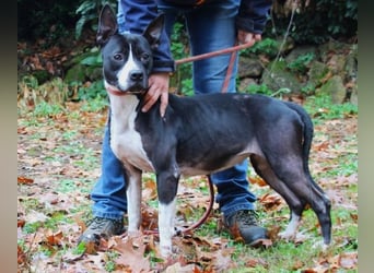Aretusa - sieht so ein chancenloser Hund aus?