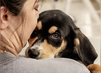 Kokonimix Tammy und Sammy suchen ein Zuhause