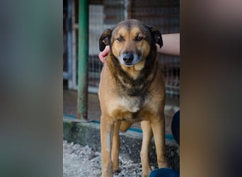 RAMBO sucht liebevolles Zuhause