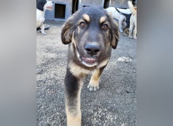 Aramis ❤️ liebevoll aufgeweckter Jungrüde