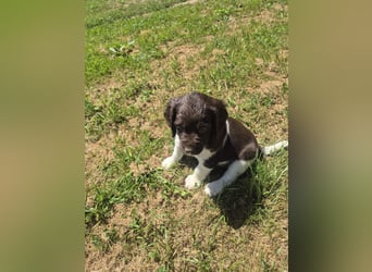 Kleine Münsterländer Welpen