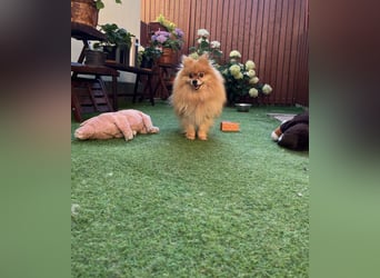 Mogyoro SR- kleiner Pomeranian mit großem Nachholbedarf sucht geduldige Menschen
