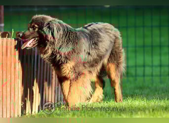 Arya sucht ein eigenes Zuhause