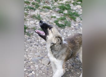 Gut gelaunter FRITZI ist ein charmanter und lustiger Hundebub