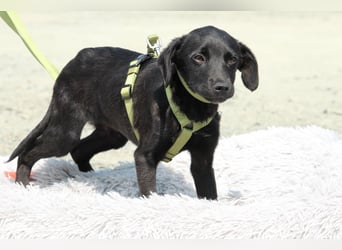 Millie unser kleiner Prinz