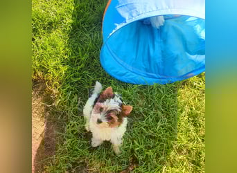 Kleiner Biewer Yorkshire Terrier Welpe a la Pom Pon tricolor / reinrassig / selten Rüde