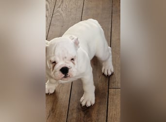 Englische Bulldoggen welpen Top Pedigree FCI
