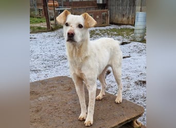 Casper (auf Pflegestelle Nähe Hannover)