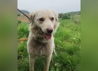 Steven, Retriever Mischling