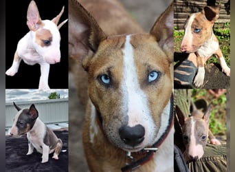 Mini bullterrier - Australian shepherd mix welpen