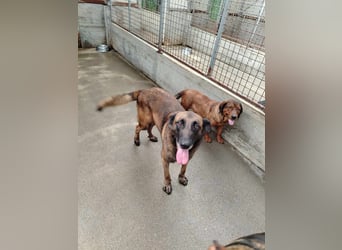 Ria aktive Malinois Mischlingshündin Mischling Hündin sucht Zuhause oder Pflegestelle