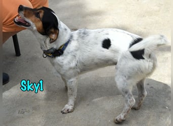 Sky1 geb. 09/2023 (ESP) - verschmuster und verspielter kleiner Bodeguero!