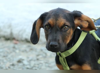 Diggy der kleine Chameur