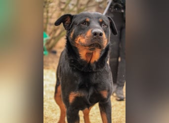 Duke VA - Großer Schmuser auf der Suche nach einem Zuhause