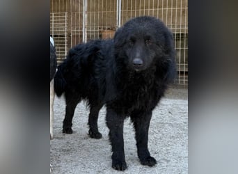 LENZI❤️unser kroat. Schäferhund-Mix-Rüde ist ein wahrer Sonnenschein!