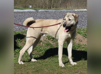 Atilla - Zuhause gesucht