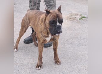 MAFLAS- BOXER RÜDE SUCHT NEUES ZUHAUSE