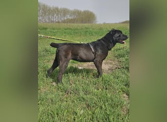 Belona - ehemalige Kettenhündin sucht menschliche Nähe